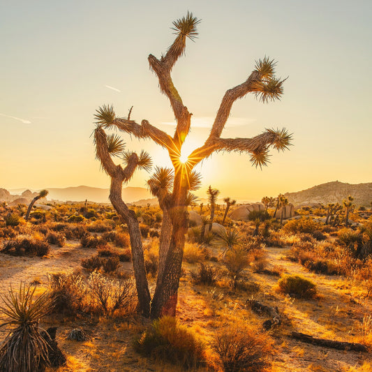 The Best State (and National!) Parks for Toddlers in Southern California
